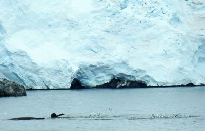 Whale, Birds, and Glacier Caves