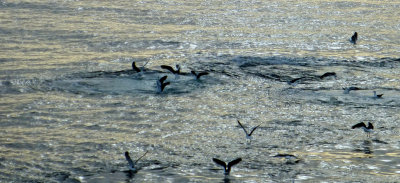 Birds on Humpback Whale (Under the Water)