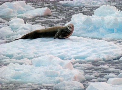 Crabeater Seal on Ice
