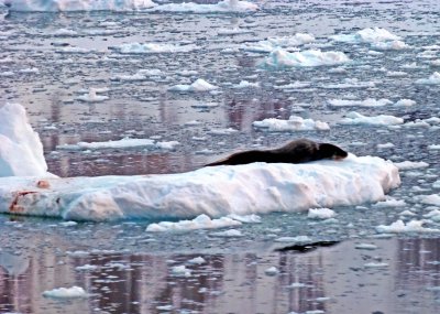 Leopard Seal on Ice