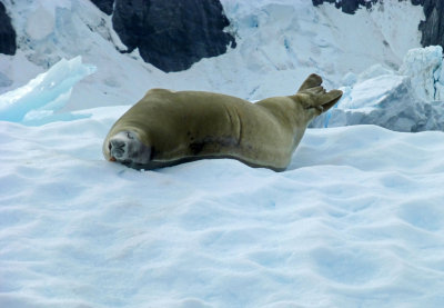Crabeater Seal on an Iceberg