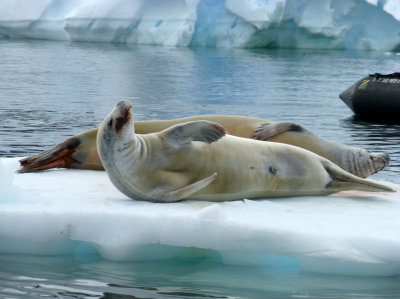 Crabeater Seals in Pleneau Bay