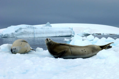 Crabeater Seals on Ice