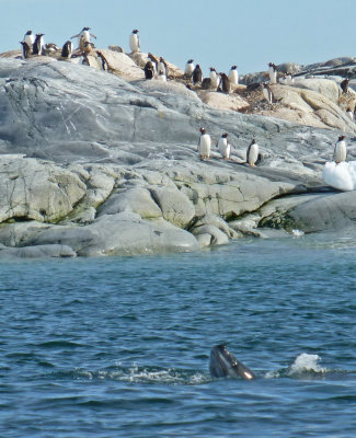 Leopard Seal near Petermann Island