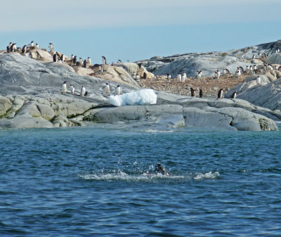 Leopard Seal Creating Disturbance in Water