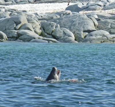 Leopard Seal Attacking a Penguin off Petermann Island