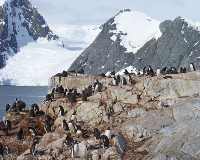 Blue-eyed Shags, Gentoo Penguins, and Adelie Penguins Together on Petermann Island