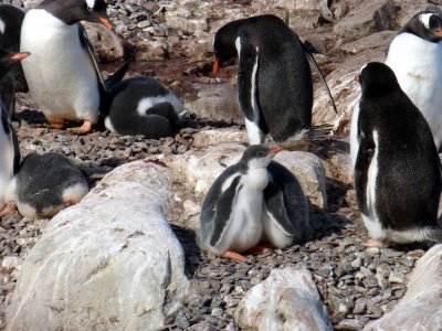 Gentoo Penguins on Petermann Island