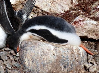Tired Gentoo Fledgling Penguin on Petermann Island