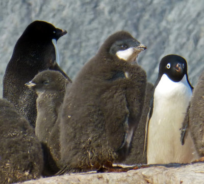 Adelie Penguin Fledgling on Petermann Island