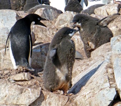 Adelie Penguins on Petermann Island