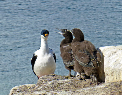 Blue-eyed Shag and Fledglings on Petermann Island