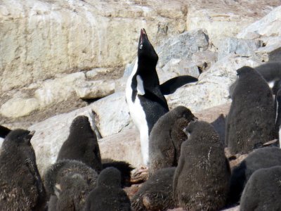 Adelie Penguins on Petermann Island