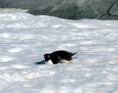 Adelie Penguin Tobogganing in the Snow