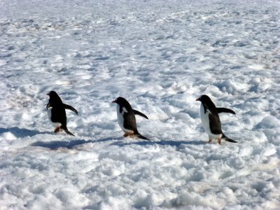 Larry, Curly, and Moe in the Snow