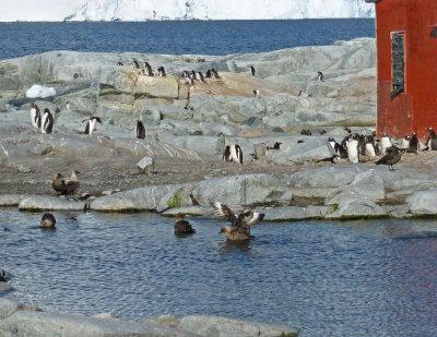 Penguins and Skuas on Petermann Island