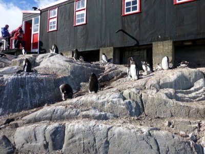 Gentoo Penguins at Port Lockroy