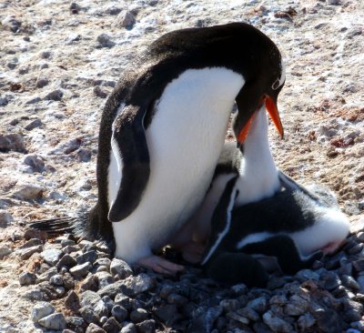 Gentoo Penguin Lunch Time