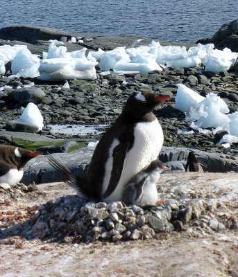 A Well-built Rock Nest