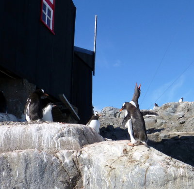 Goodbye Song from Gentoo Penguin
