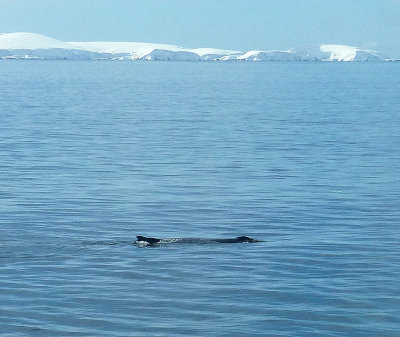 Humpback Whale in Dallman Bay