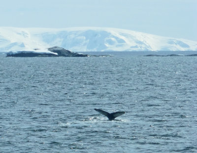 Humpback Whale Fluke