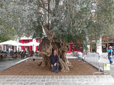 800-year old Olive Tree in Palma de Mallorca