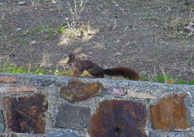 Squirrel in El Castillo de Gibralfaro