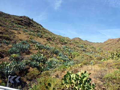 Gran Canaria Island Vegetation