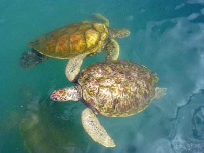 Turtles on Grand Cayman