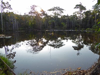 Protected Rainforest Lagoon