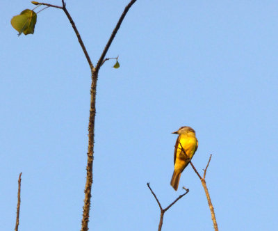 Yellow Warbler