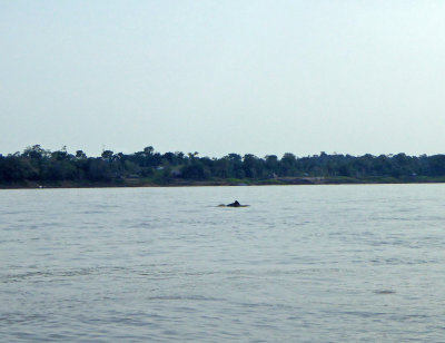 Dolphins in the Amazon