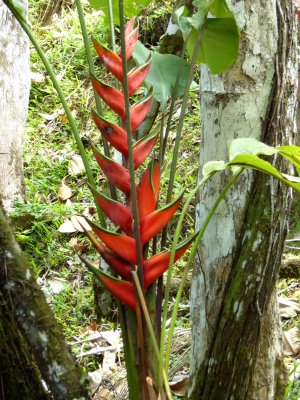 Heliconia at Ceiba Tops Lodge