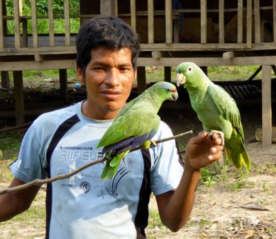 Green Parrots