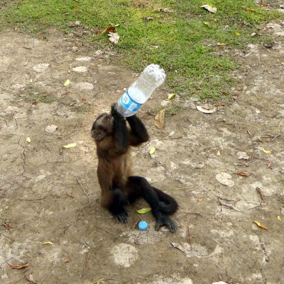 Monkey Drinking out of Bottle