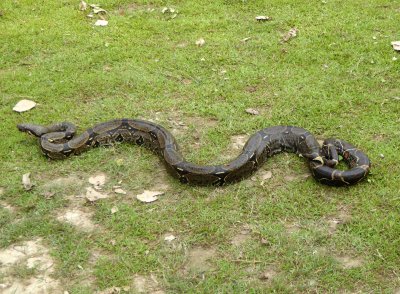 Red-tail Boa Constrictor