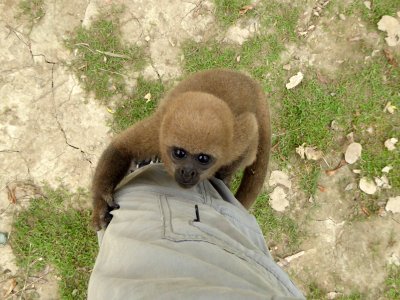 This Monkey Kept Crawling Up Bill's Leg to His Shoulders