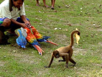 Monkey and Macaws