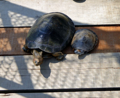 Our Group Purchased Endangered Turtles (from Food Vendor) for Release into Protected Lagoon