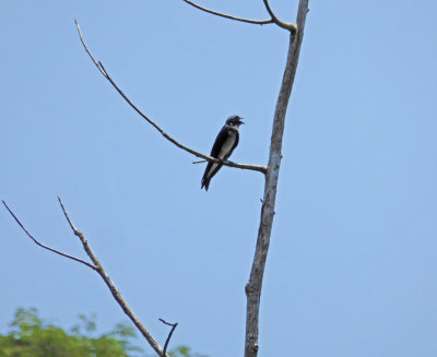 Amazon Songbird