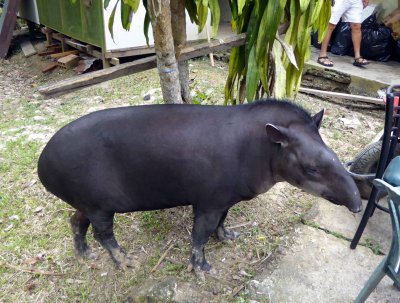 Cynthia the Tapir shows up after lunch
