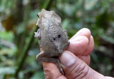 Leaf Mimic Frog