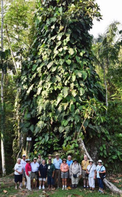 Amazon Rainforest Explorers at the Great Ceiba Tree