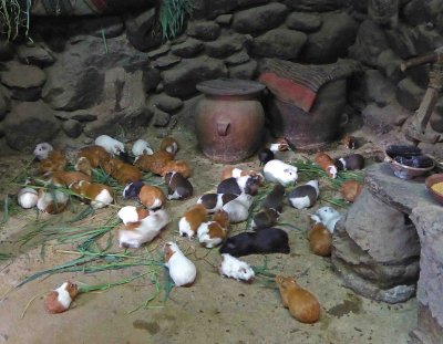 Raising Guinea Pigs (Cuy) in a 15th Century Inca House
