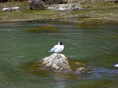 Bird on Urubamba River