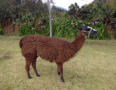 Llama in Tunupa Garden