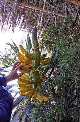 Oreto Bananas are Small and Sweet