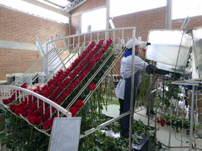 Visiting a Rose Plantation in Ecuador