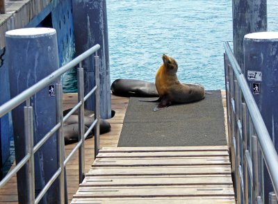 Welcoming Committee on the Dock at Wreck Bay